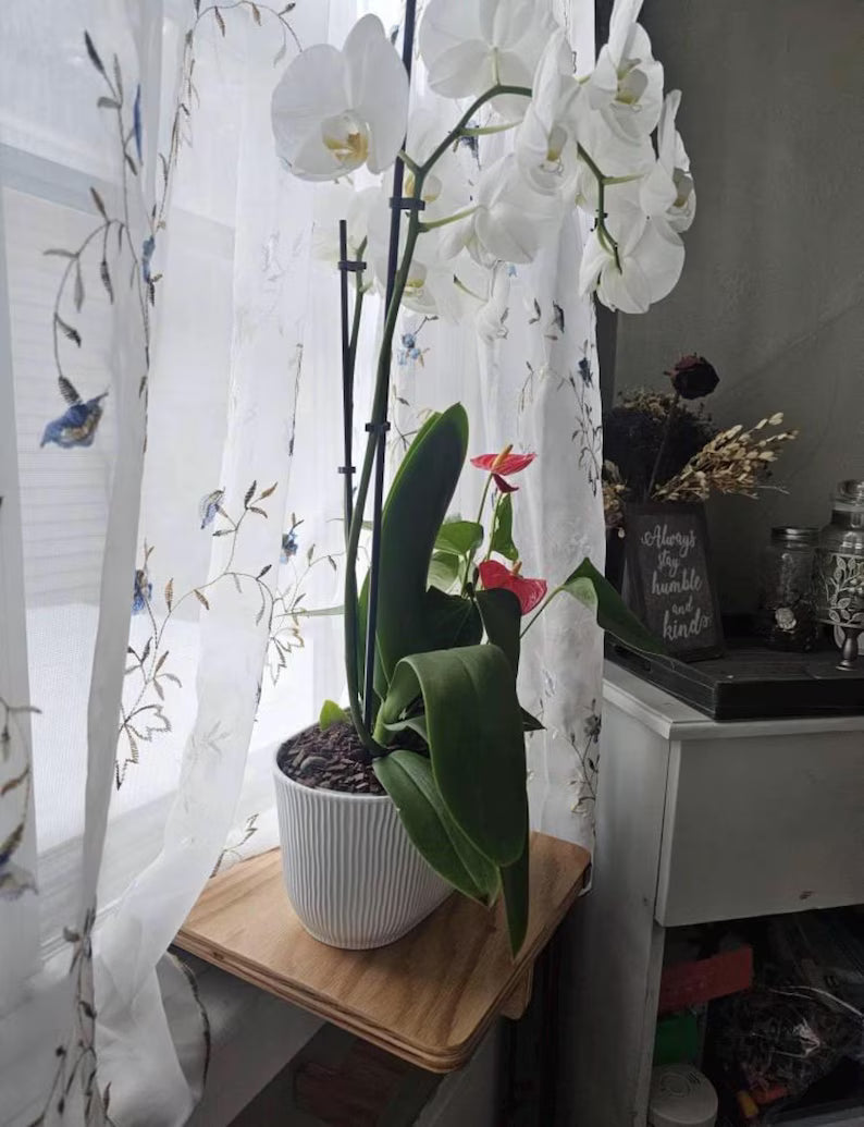 Oak Window Plant Shelf, Various shelf sizes, Easy Install, No Tools